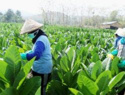 Cara Menanam, Tips Budidaya dan Pemupukan Tembakau Berkualitas