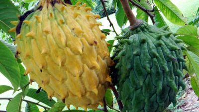 Biriba Rollinia Deliciosa Srikaya Malinau Berasa Manis dan Berdaging Asal Brazil
