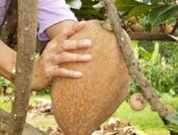 Dobel Nutrisi Buah Sawo Raksasa Mamey Sapote, ini Cara Menanamnya