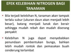 Efek Negatif Kekurangan dan Kelebihan NITROGEN Terhadap Tanaman