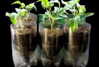 Cara Mudah Membuat Pot Hidroponik dari Botol Plastik dan Tanaman Cepat Subur
