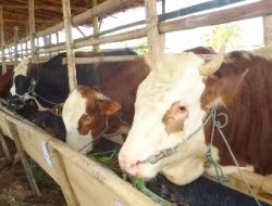 Ciri-Ciri Bakalan Sapi Pedaging Berkualitas Berdasarkan Jenis, Umur dan Ciri Fisiknya