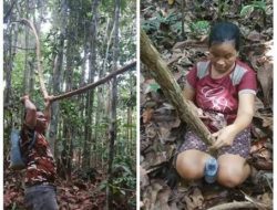 Pemanfaatan Bajakah Obat Kanker oleh Masyarakat Dayak Ngaju Sejak Ratusan Tahun