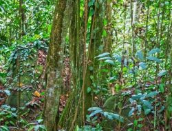 Bajakah Obat Kanker Terbaik Yang Ada di Hutan Kalimantan Suku Dayak