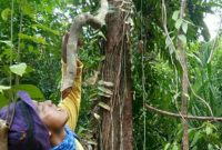 Tidak Semua Pohon Bajakah  Bisa Jadi Obat Kanker, Jenis Ini Jadi Racun