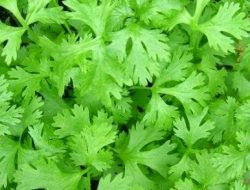 Manfaat dan Kandungan Cilantro, Si Daun Ketumbar Yang Kaya Akan Nutrisi