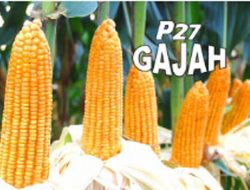 Industri Benih Jagung Hibrida Pioneer Merajai Pasar, Berikut Jenis Produknya
