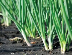 Meningkatkan Produktivitas Bawang Daun Perlu Dilakukan Pemilihan Bibit Unggul