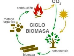 Biomassa Menjadi Sumber Energi yang Dapat Diperbarui dan Berkesinambungan