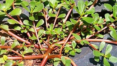 Cara Membuat Pupuk Organik Cair (POC) Generatif dari Tanaman Krokot