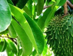 Cara Membuat Pestisida Organik Nabati dari Daun Buah Sirsak