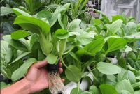 Kesalahan Ketika Memulai Hidroponik Tanaman Sayuran dan Buah
