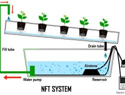 Kelebihan dan Kekurangan Hidroponik Sistem NFT