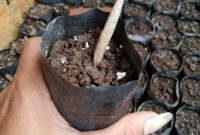 6 Tahap Teknik Budidaya Menanam Porang, Dijamin Berhasil Cepat Panen