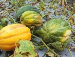 Manfaat Kesehatan Buah Blewah (Garbis) Meningkatkan Kekebalan Tubuh