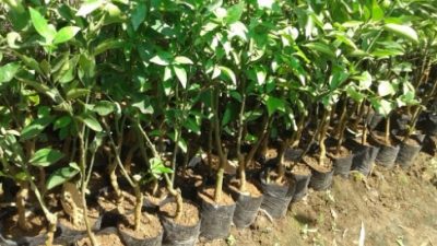 Daftar Harga Bibit Tanaman Buah Berkualitas dan Pilihan