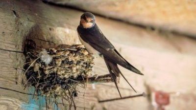 Cara Budidaya Ternak Burung Walet Modern Cepat Panen