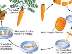 Apa itu Teknologi Kultur Jaringan ? dan Bagaimana Cara Membuatnya ?