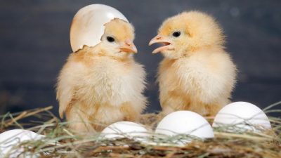 Harga Terkini  DOD & DOC Ayam dan Bebek