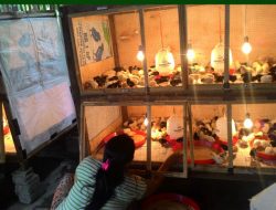 Model dan Ukuran Membuat Kandang Ayam DOC Semi Modern
