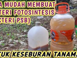 Manfaat, Cara Membuat dan Dosis Bakteri Fotosintesis PSB Untuk Tanaman