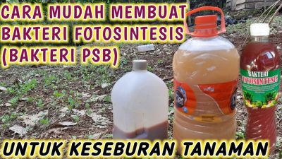 Manfaat, Cara Membuat dan Dosis Bakteri Fotosintesis PSB Untuk Tanaman