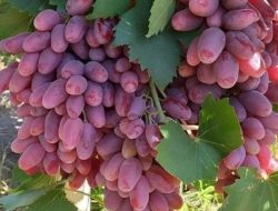 Anggur Varian Jovin Sangat Cocok ditanam di Daerah Tropis, Berikut Kelebihannya