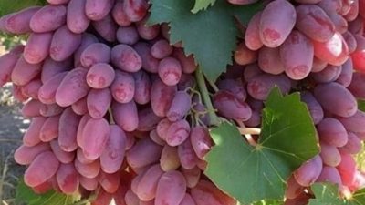 Anggur Varian Jovin Sangat Cocok ditanam di Daerah Tropis, Berikut Kelebihannya