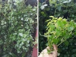 Berbagai Manfaat Sirih Cina, Salah Satunya Untuk Obat Asam Urat
