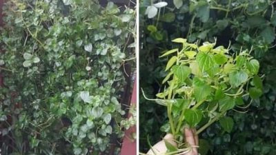 Berbagai Manfaat Sirih Cina, Salah Satunya Untuk Obat Asam Urat