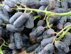Macam Varian dan Harga Bibit Anggur Unggul dari Lokal dan Impor