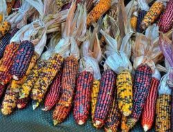 Tertarik Menanam Jagung Pelangi ( Gem Glass Corn ) ? Unik ! Yuk Nyoba
