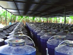 Cara Membuat MOL ( Mikroorganisme Lokal ) dan Manfaatnya Untuk Tanaman