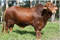 Macam dan Jenis Sapi Lokal dan Impor yang Jadi Pilihan untuk Kurban