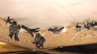 Peralatan Peternakan Sarang Burung Walet, Makanan Alternatif dan Faktor Harga Sarang