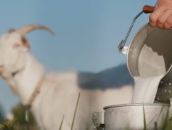 Manfaat dan Kandungan Susu Kambing Bagi Kesehatan Paru- Paru