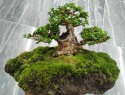 Peluang Bisnis Bonsai Semakin Meningkat, Jenis Tanaman dan Bagaimana Cara Merawatnya ?