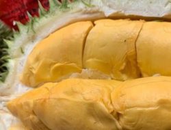 Cara Menanam Pohon Durian Hasil Cangkok,  Pupuk ini Harus Terpenuhi Biar Buah Tebal