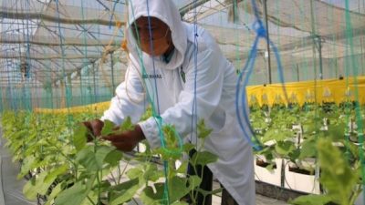 Kuliyah Jurusan Agroekonomi Wajib Tau Aspek Apa Saja Yang Harus Dikuasai