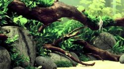 Hiasan Kayu Pilihan Untuk Aquascape, Tampilan Lebih Gaya