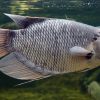 Cara Modern Ternak Ikan Gurame Cepat Besar Cepat Panen