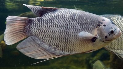 Cara Modern Ternak Ikan Gurame Cepat Besar Cepat Panen