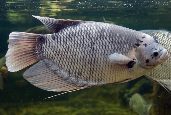 Cara Modern Ternak Ikan Gurame Cepat Besar Cepat Panen