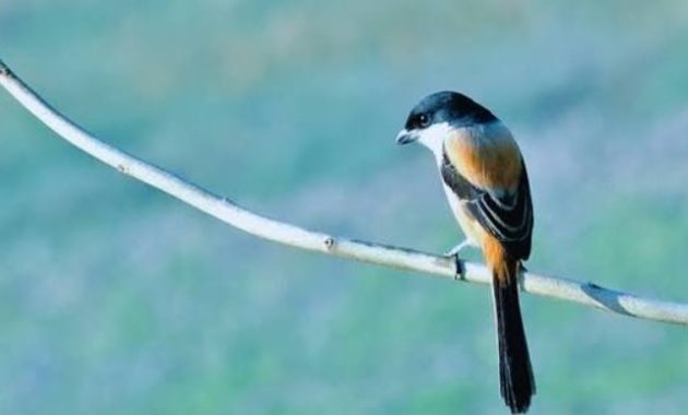 Rahasia Juara Burung Cendet dan Siap Kontes
