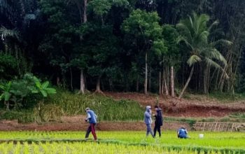 Kenapa Anak Muda Malas Jadi Petani, Padahal Peluang Dunia Pertanian Menjanjikan?