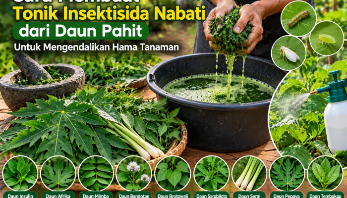 Cara Membuat Tonik Insektisida Nabati dari Daun Pahit untuk Mengendalikan Hama Tanaman